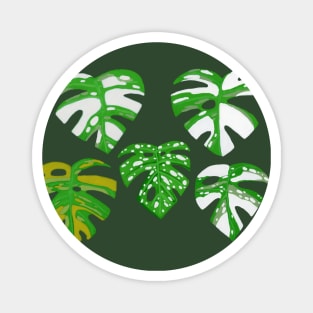 Variegated Monstera in Gouache Magnet